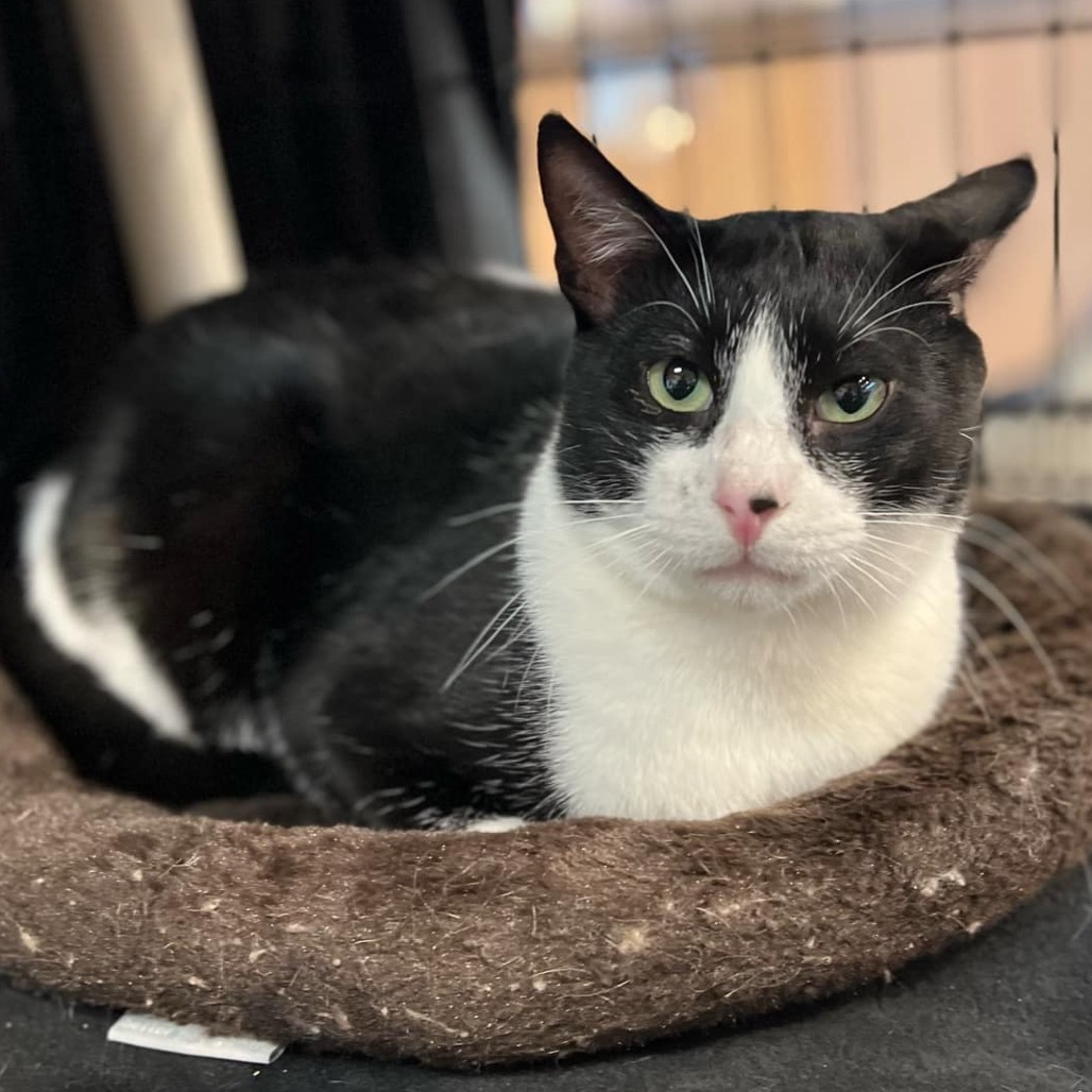 Bennet, an adoptable Domestic Short Hair in Leander, TX, 78641 | Photo Image 1