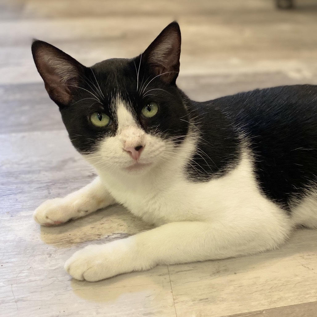 Bennet, an adoptable Domestic Short Hair in Leander, TX, 78641 | Photo Image 2