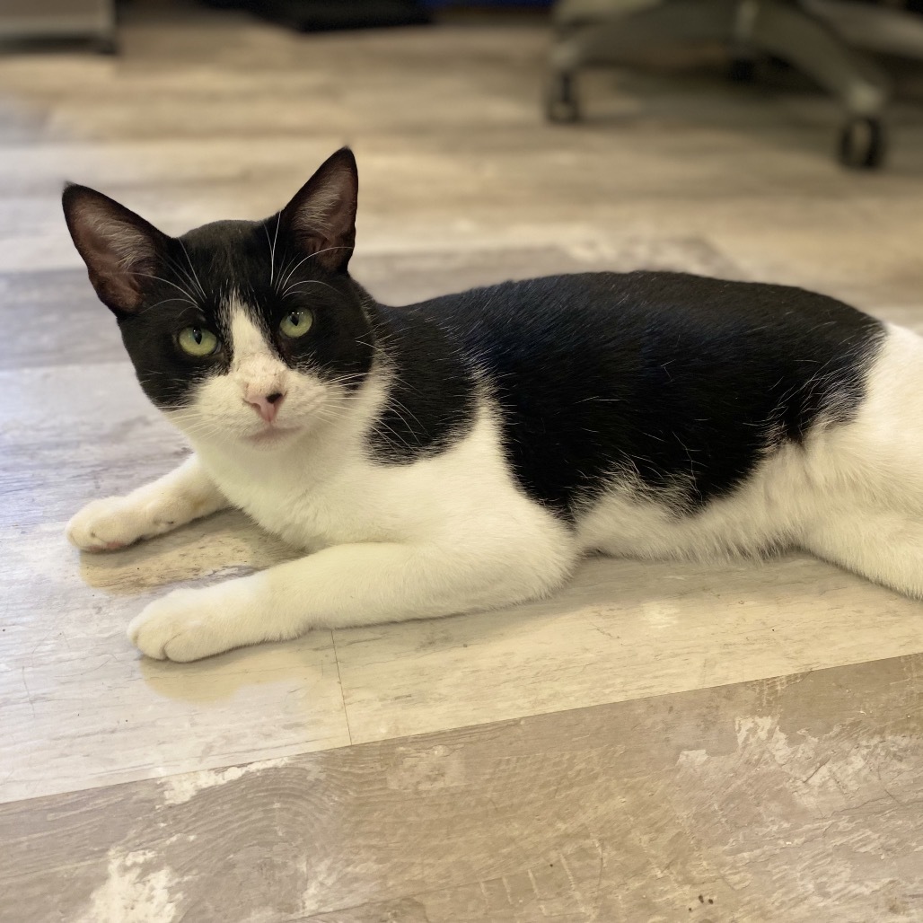 Bennet, an adoptable Domestic Short Hair in Leander, TX, 78641 | Photo Image 3