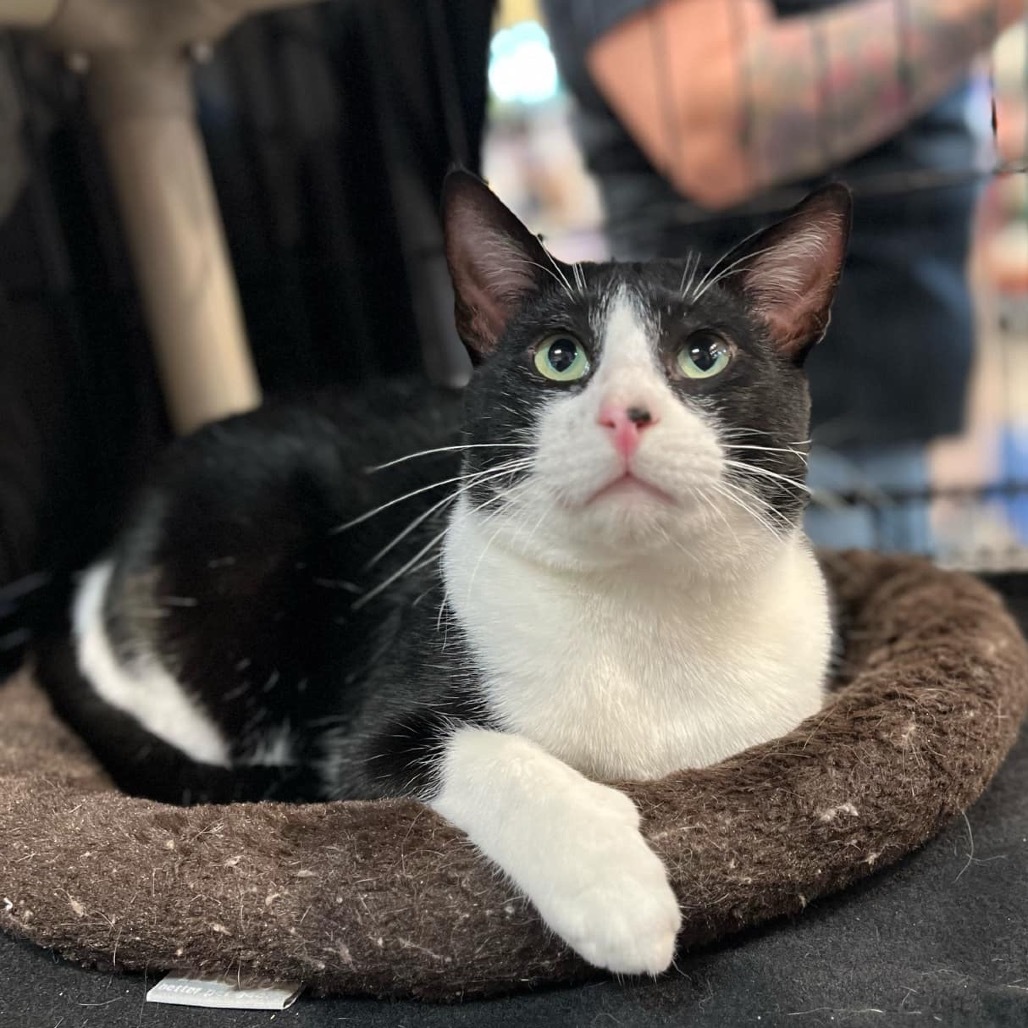 Bennet, an adoptable Domestic Short Hair in Leander, TX, 78641 | Photo Image 4