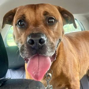 Scooby Doo, Adult Male Rottweiler