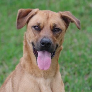 Hi my name is Ziti I was adopted as a puppy but my owners can no longer care for me