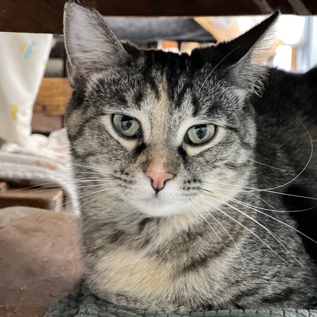 Maya, an adoptable Domestic Short Hair in Sheridan, WY, 82801 | Photo Image 1