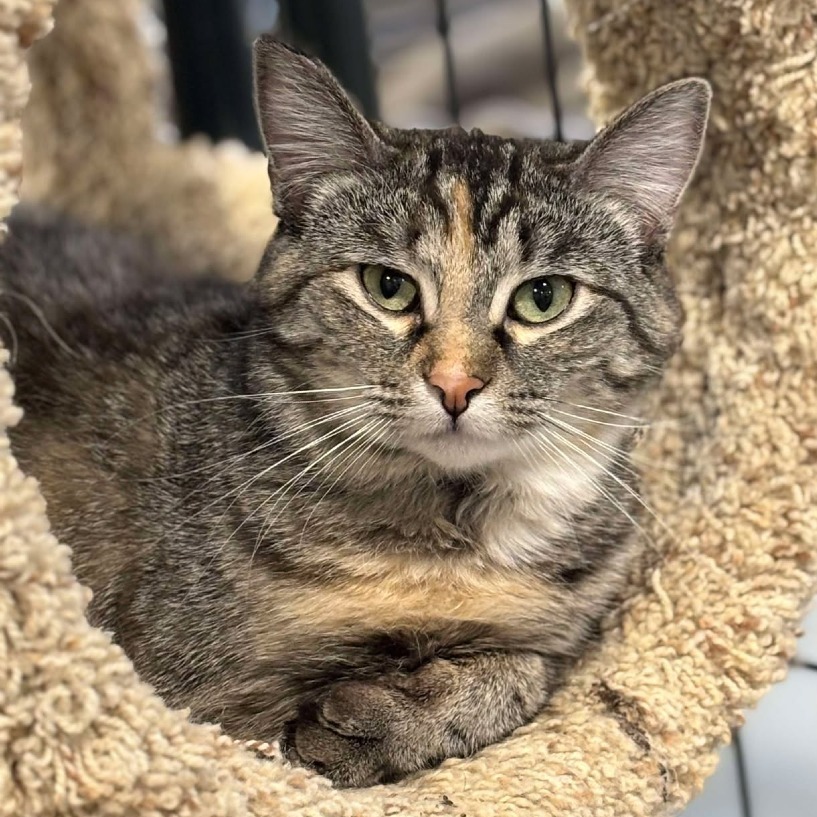 Maya, an adoptable Domestic Short Hair in Sheridan, WY, 82801 | Photo Image 1