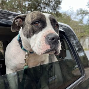 Sarabi Mixed Breed Dog