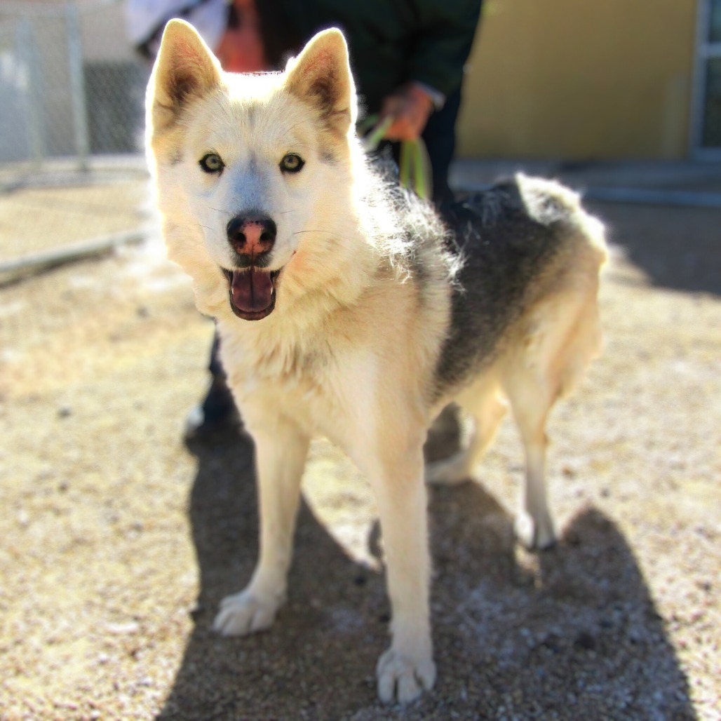 Flurry, an adoptable Mixed Breed in Las Cruces, NM, 88012 | Photo Image 1