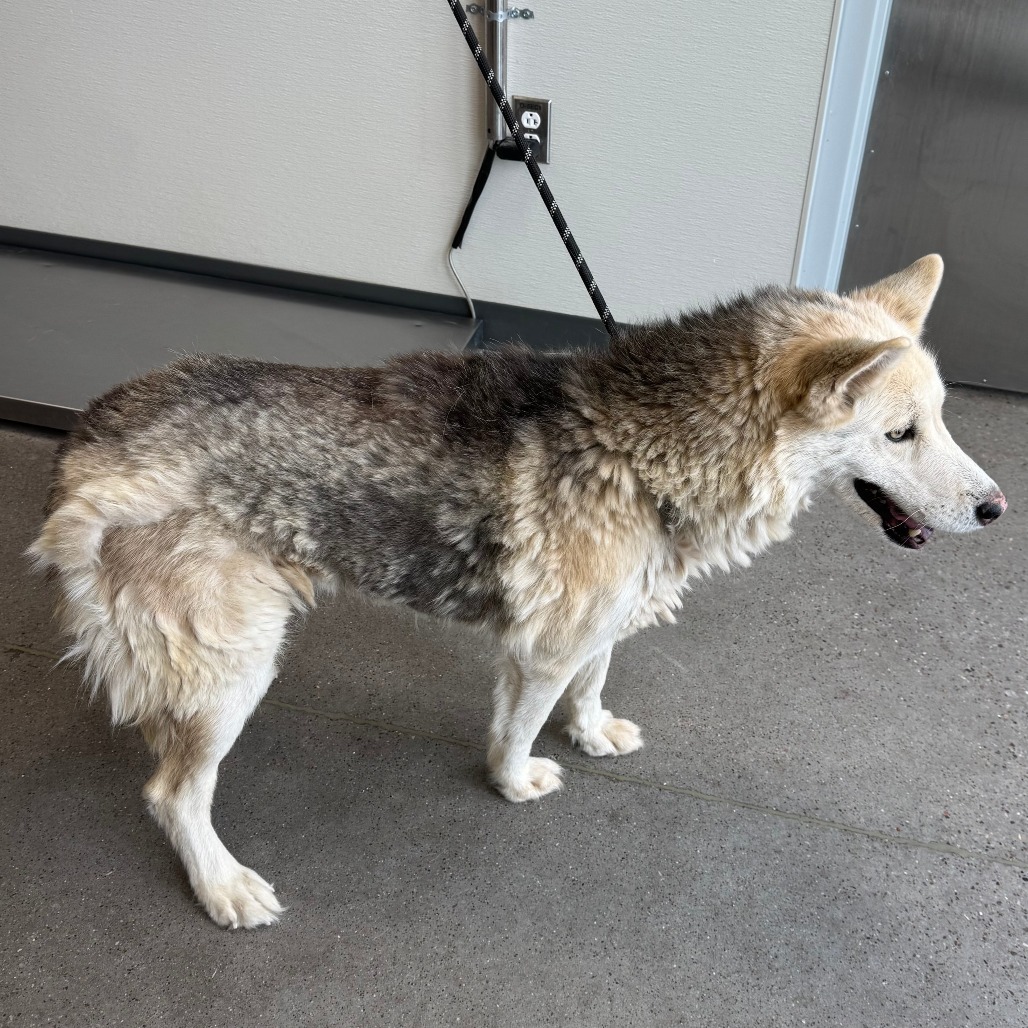 Flurry, an adoptable Mixed Breed in Las Cruces, NM, 88012 | Photo Image 2