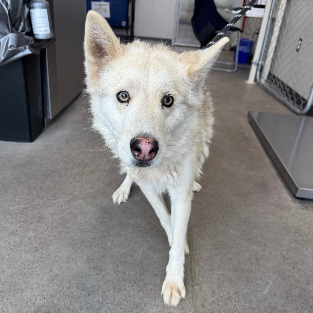 Flurry, an adoptable Mixed Breed in Las Cruces, NM, 88012 | Photo Image 3