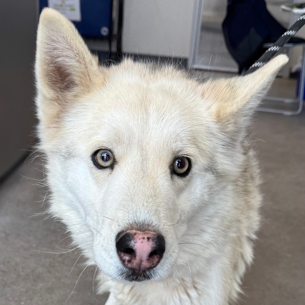 Flurry, an adoptable Mixed Breed in Las Cruces, NM, 88012 | Photo Image 4