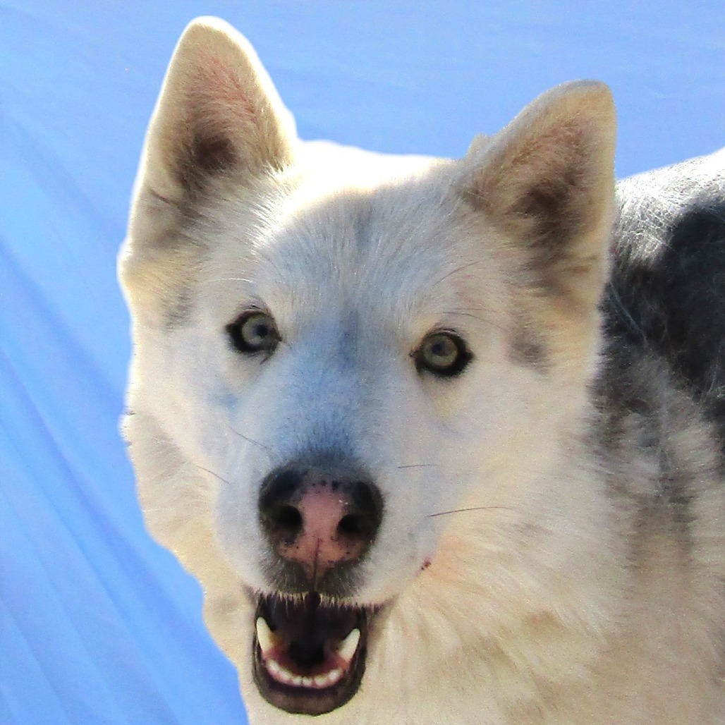 Flurry, an adoptable Mixed Breed in Las Cruces, NM, 88012 | Photo Image 5