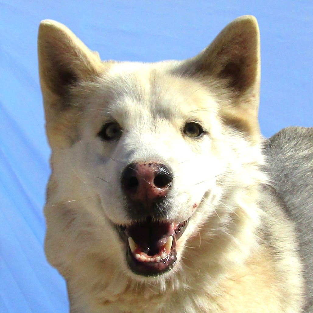 Flurry, an adoptable Mixed Breed in Las Cruces, NM, 88012 | Photo Image 6