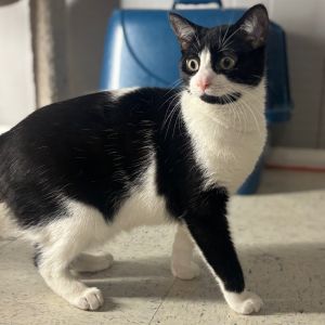 Ara 126C24, Young Female Domestic Medium Hair