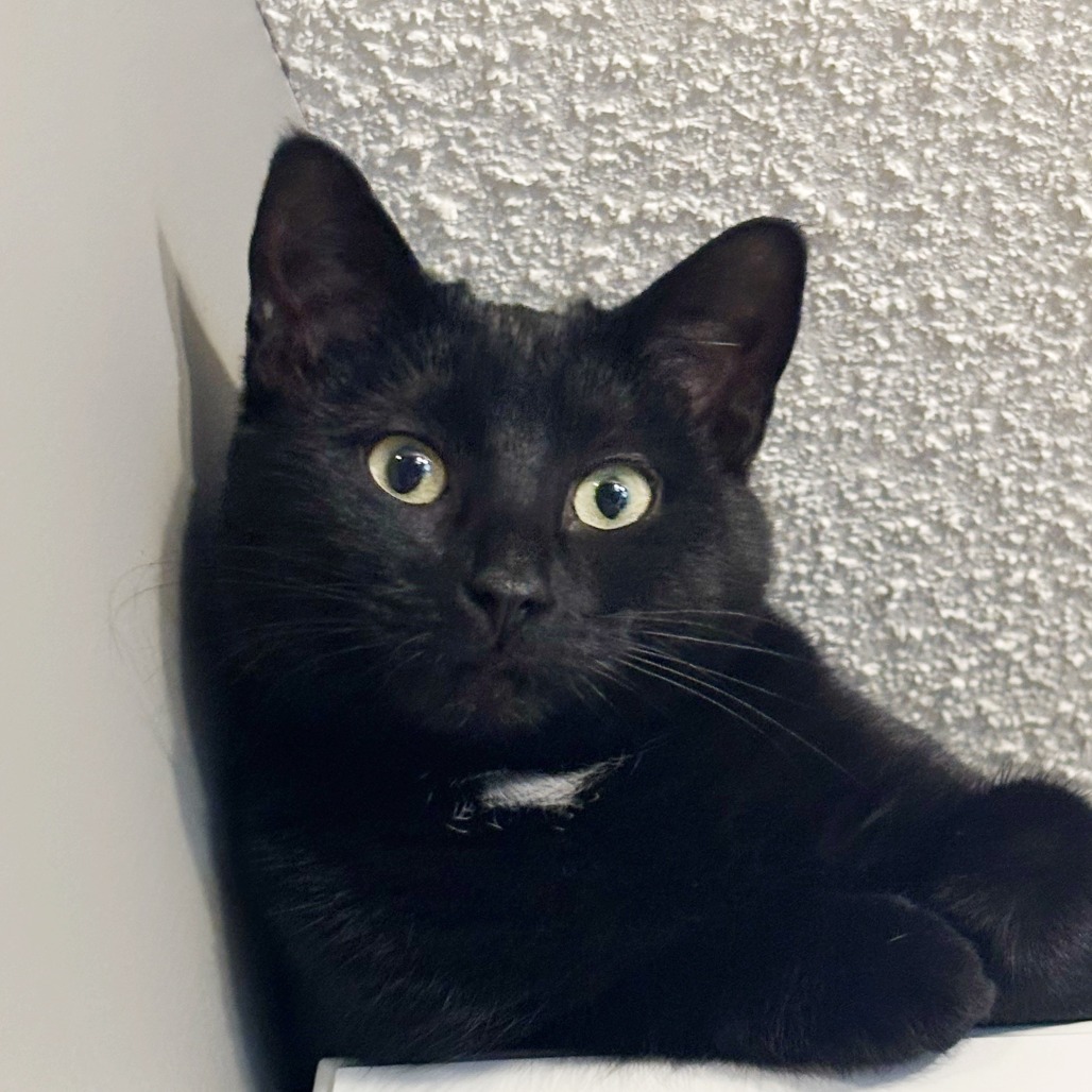 Momma Eclair, an adoptable Domestic Short Hair in Calgary, AB, T3C 1W4 | Photo Image 1