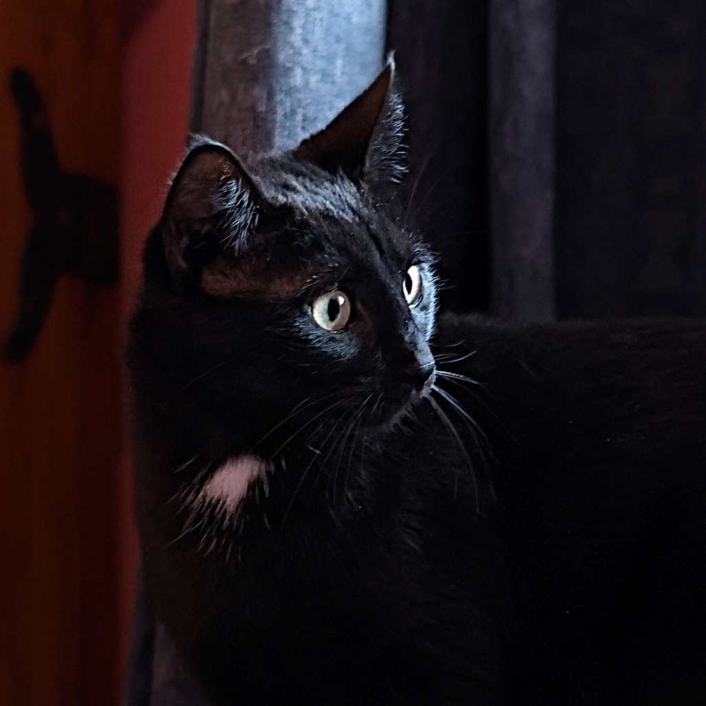 Momma Eclair, an adoptable Domestic Short Hair in Calgary, AB, T3C 1W4 | Photo Image 2