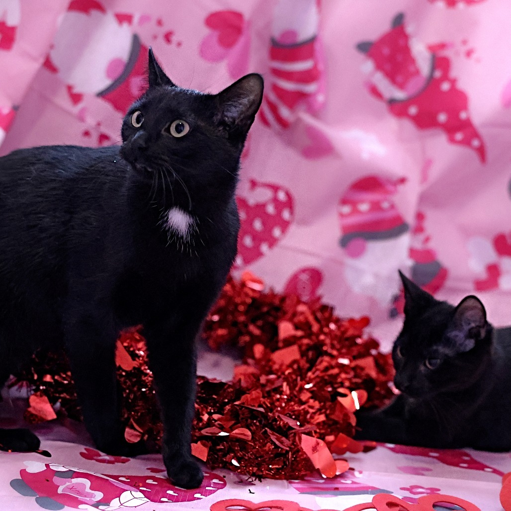 Momma Eclair, an adoptable Domestic Short Hair in Calgary, AB, T3C 1W4 | Photo Image 3