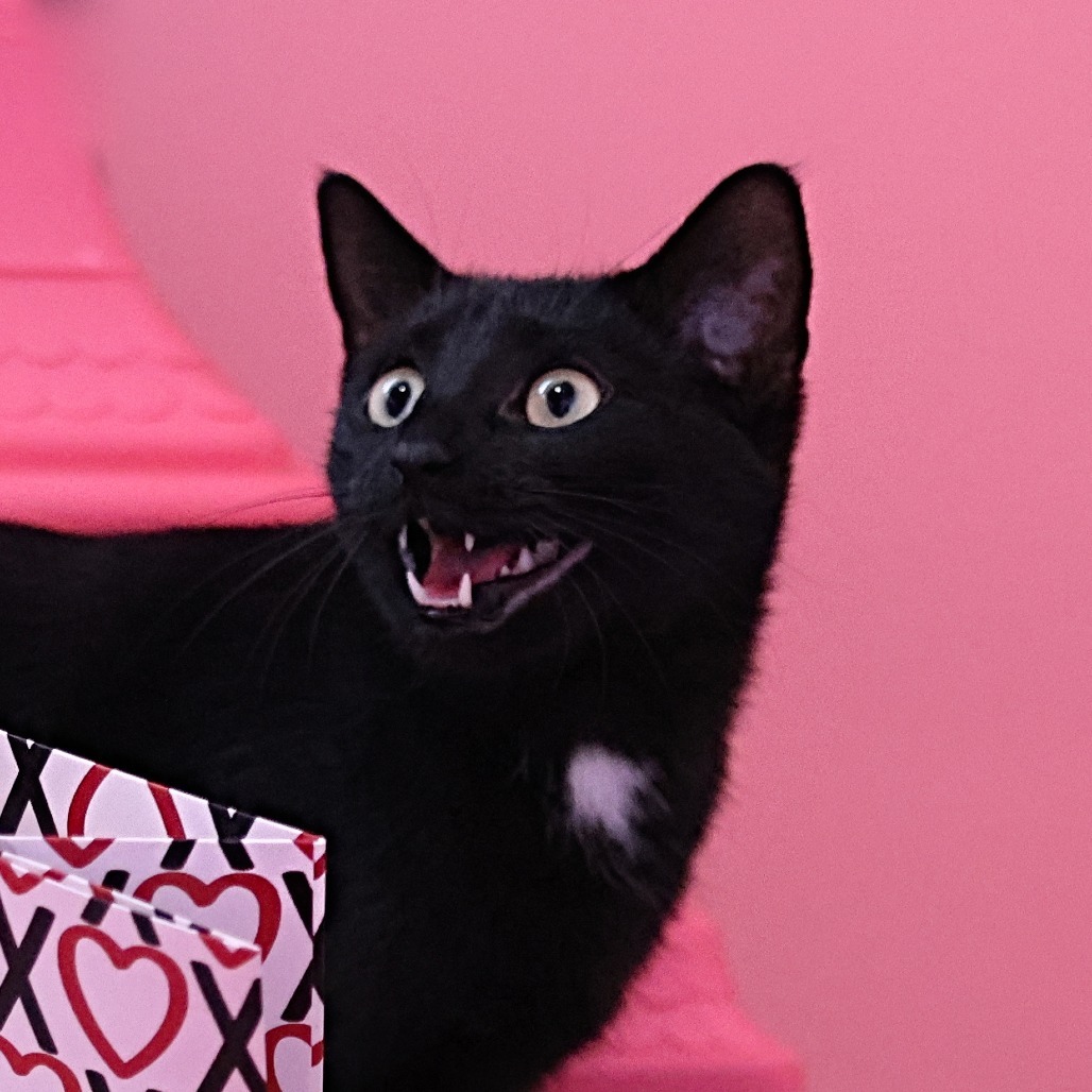 Momma Eclair, an adoptable Domestic Short Hair in Calgary, AB, T3C 1W4 | Photo Image 4