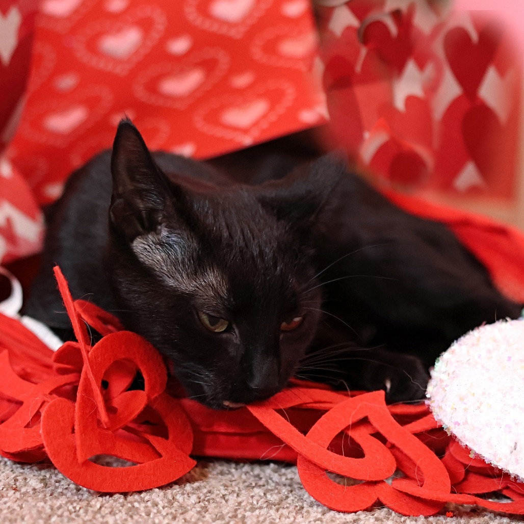 Momma Eclair, an adoptable Domestic Short Hair in Calgary, AB, T3C 1W4 | Photo Image 5