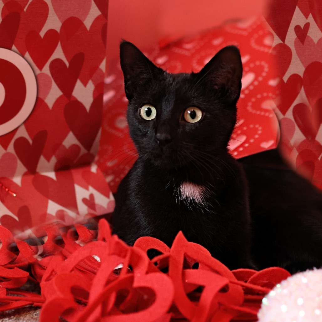 Momma Eclair, an adoptable Domestic Short Hair in Calgary, AB, T3C 1W4 | Photo Image 6
