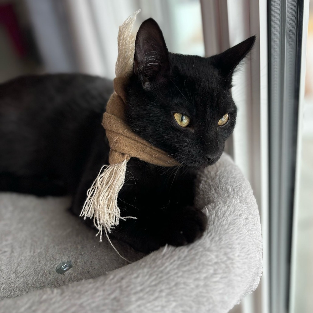 Cream Puff, an adoptable Domestic Short Hair in Calgary, AB, T3C 1W4 | Photo Image 1