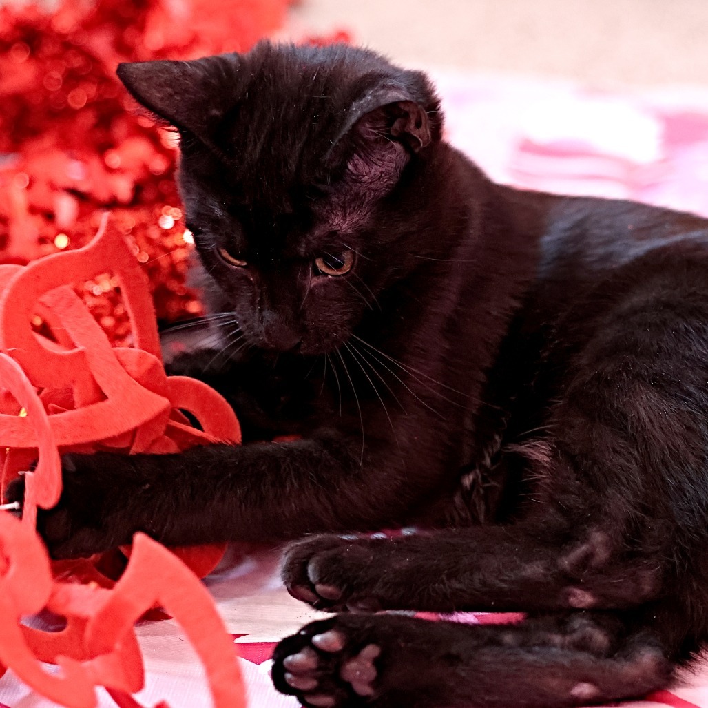 Cream Puff, an adoptable Domestic Short Hair in Calgary, AB, T3C 1W4 | Photo Image 2