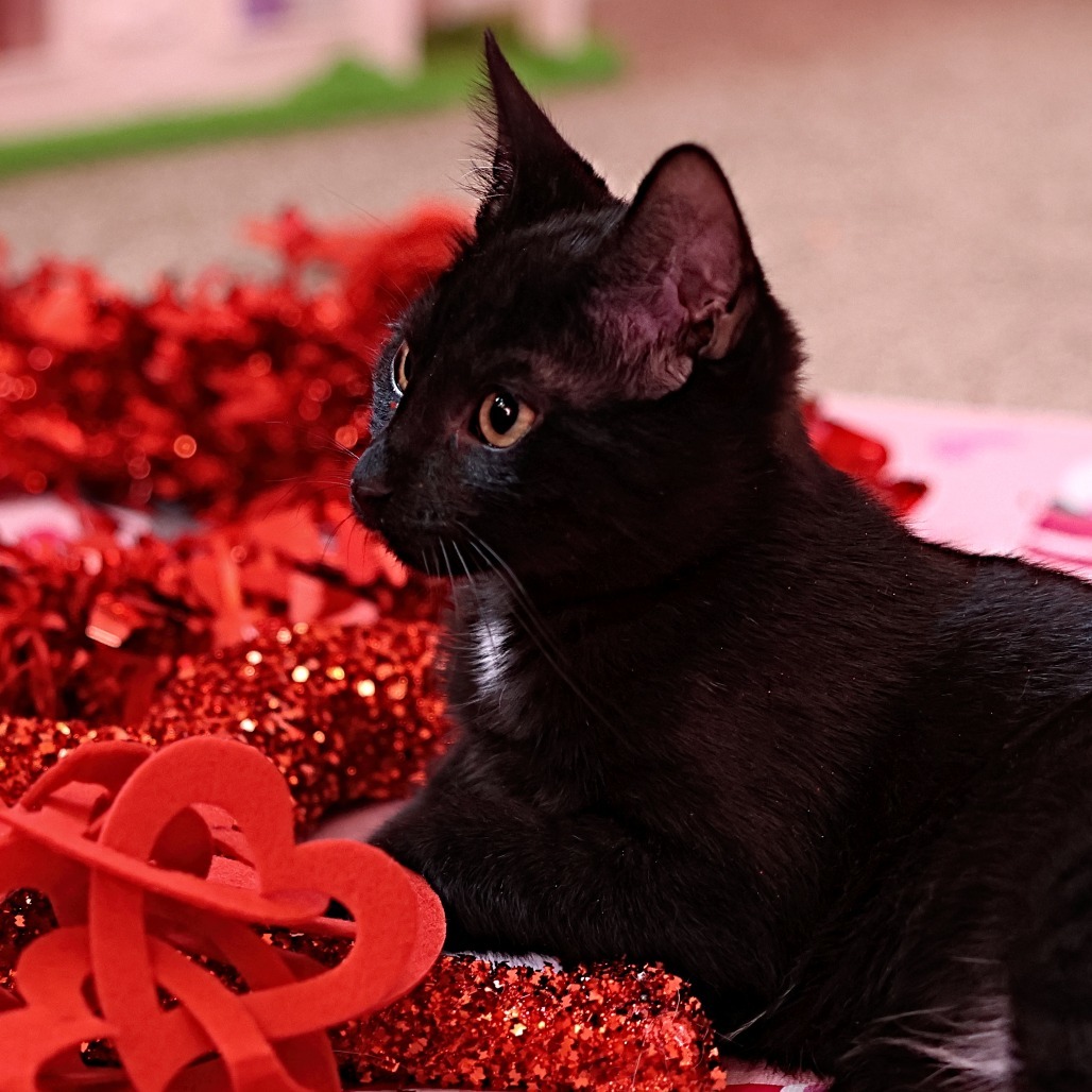 Cream Puff, an adoptable Domestic Short Hair in Calgary, AB, T3C 1W4 | Photo Image 3