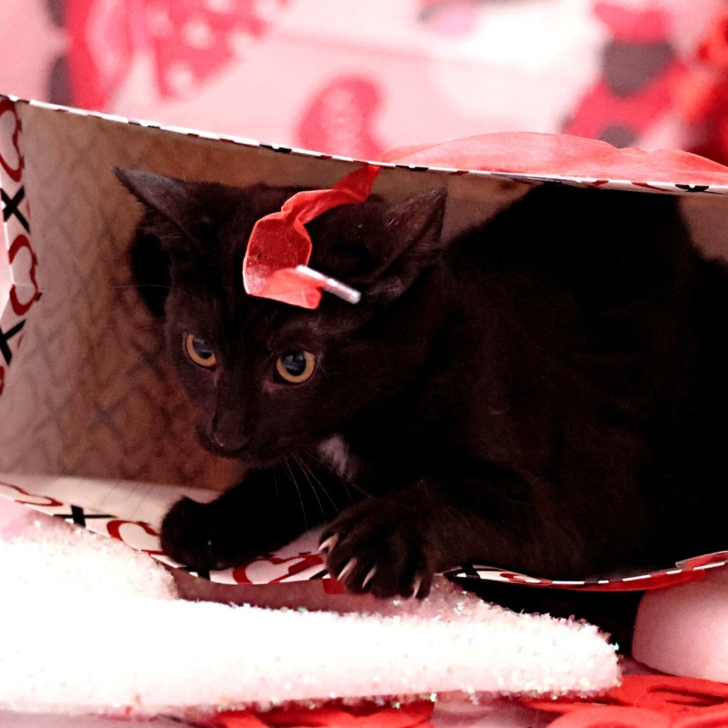 Cream Puff, an adoptable Domestic Short Hair in Calgary, AB, T3C 1W4 | Photo Image 4