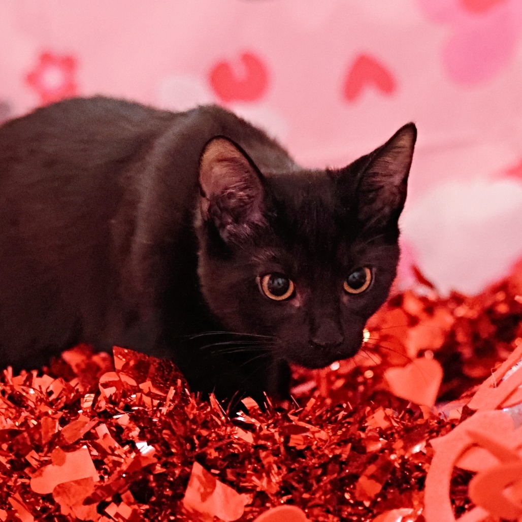 Cream Puff, an adoptable Domestic Short Hair in Calgary, AB, T3C 1W4 | Photo Image 5