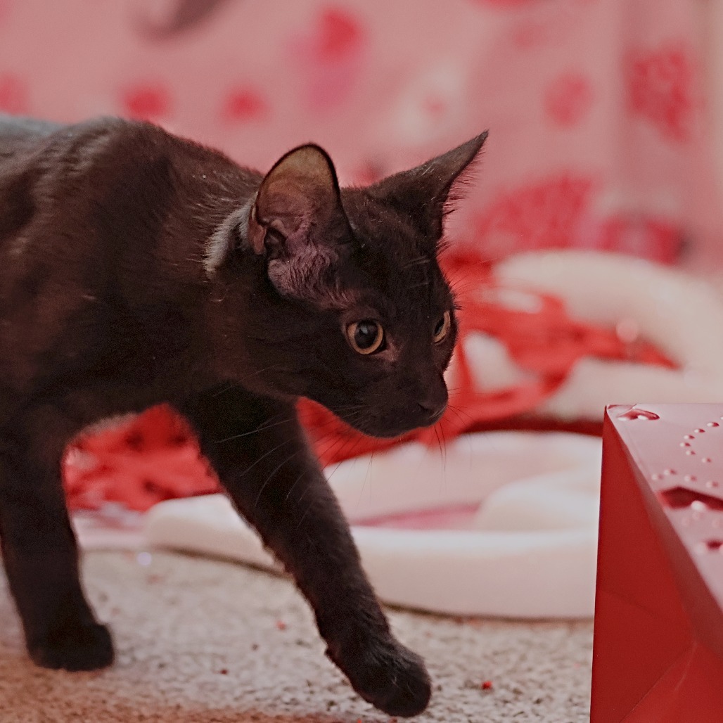 Cream Puff, an adoptable Domestic Short Hair in Calgary, AB, T3C 1W4 | Photo Image 6