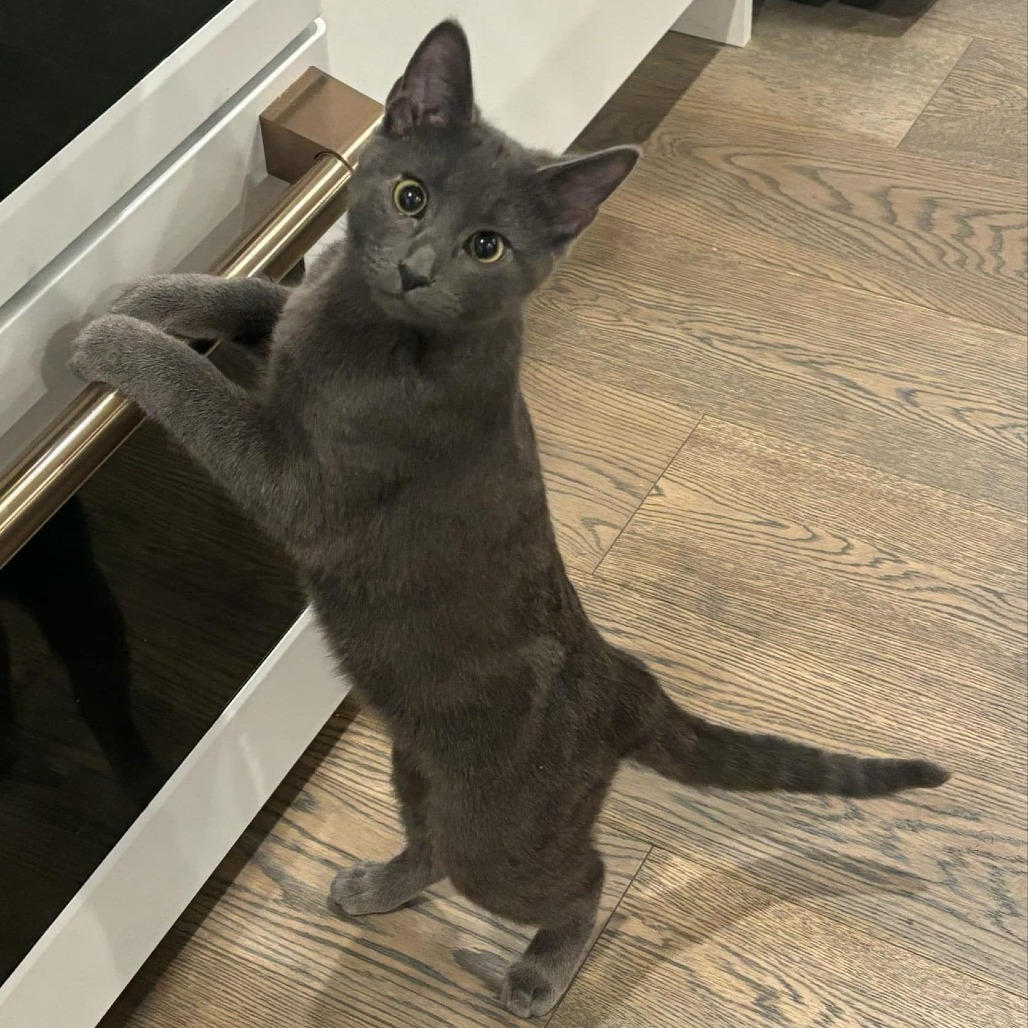Strudel, an adoptable Domestic Short Hair in Calgary, AB, T3C 1W4 | Photo Image 1