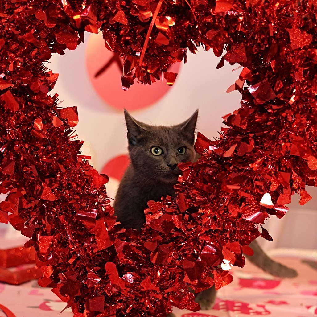 Strudel, an adoptable Domestic Short Hair in Calgary, AB, T3C 1W4 | Photo Image 2