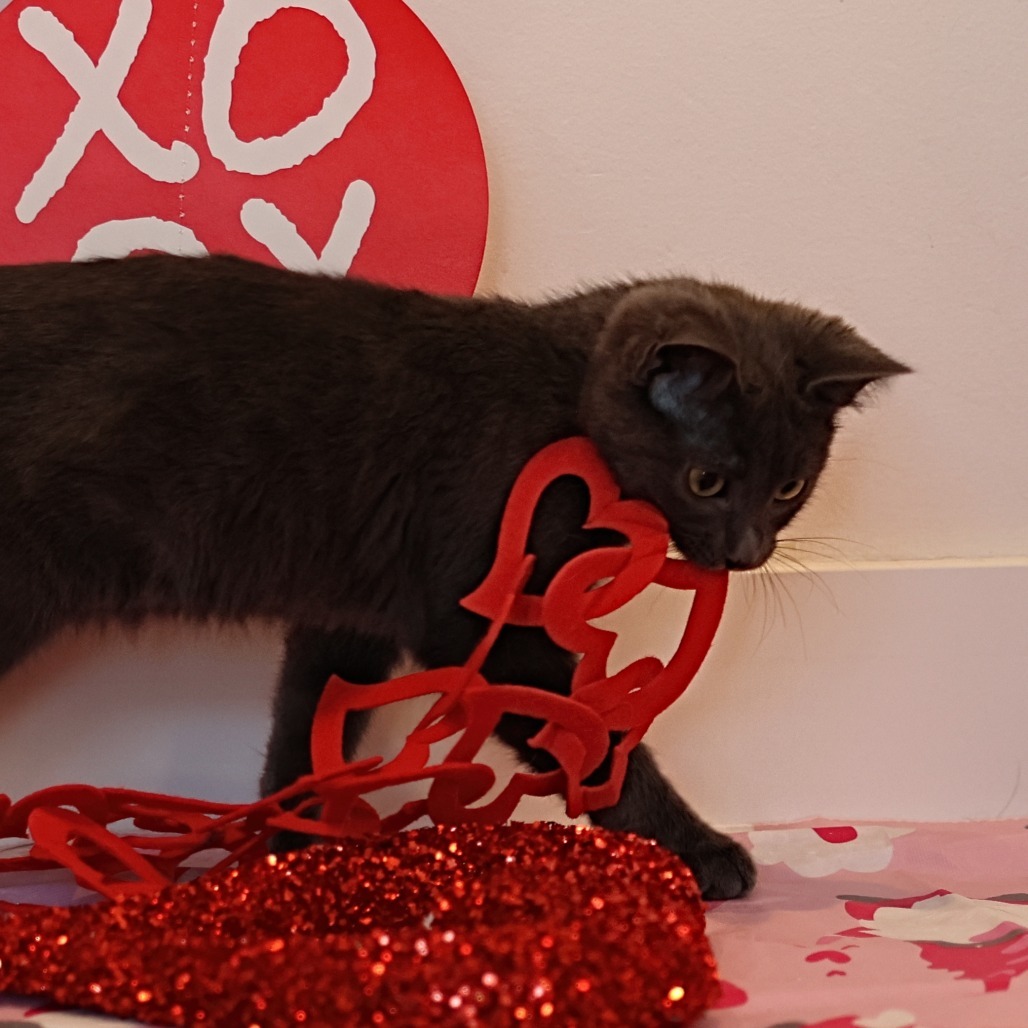 Strudel, an adoptable Domestic Short Hair in Calgary, AB, T3C 1W4 | Photo Image 3