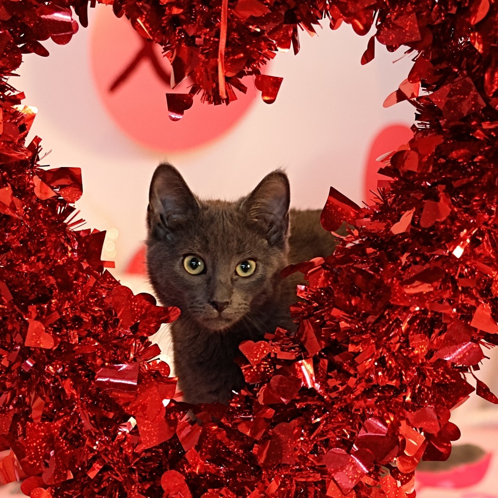 Strudel, an adoptable Domestic Short Hair in Calgary, AB, T3C 1W4 | Photo Image 4