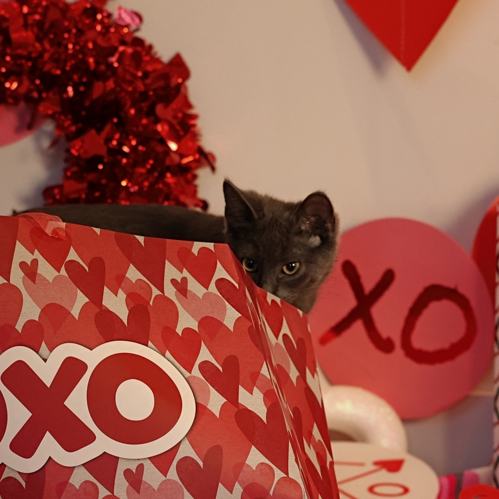 Strudel, an adoptable Domestic Short Hair in Calgary, AB, T3C 1W4 | Photo Image 5