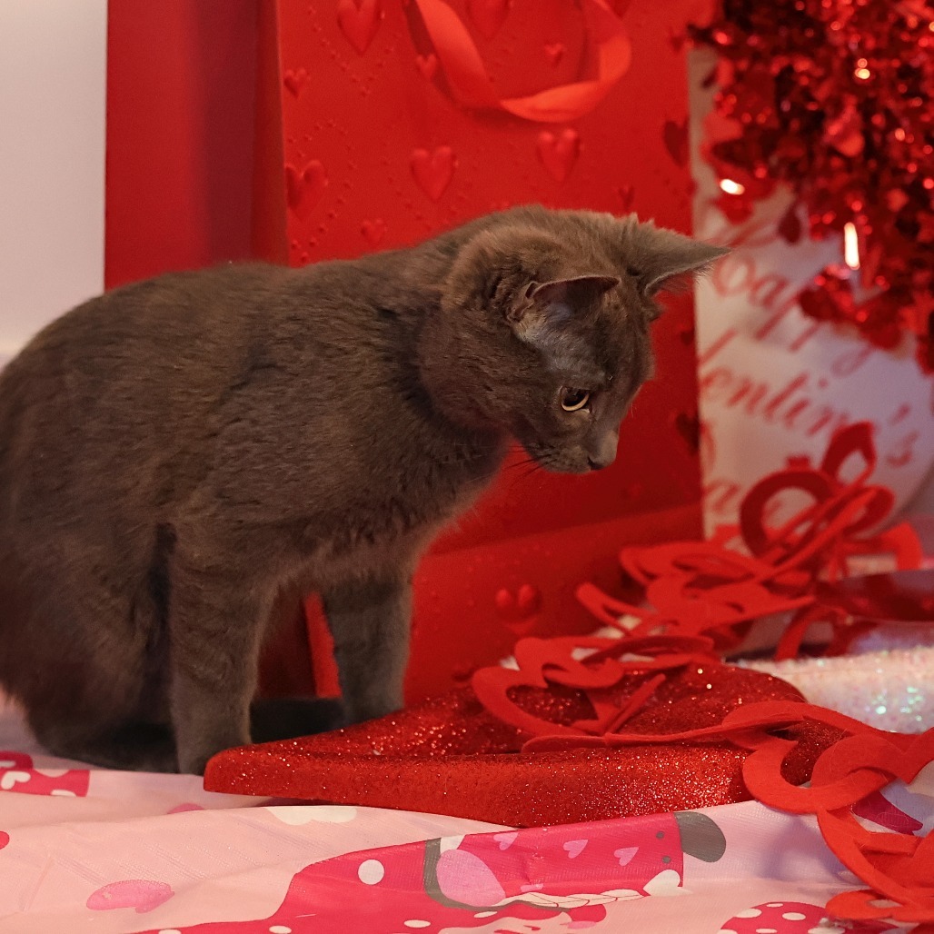 Strudel, an adoptable Domestic Short Hair in Calgary, AB, T3C 1W4 | Photo Image 6