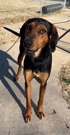 Ruger, Young Male Black and Tan Coonhound