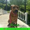 Rosie photo 2