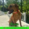 Rosie photo 3