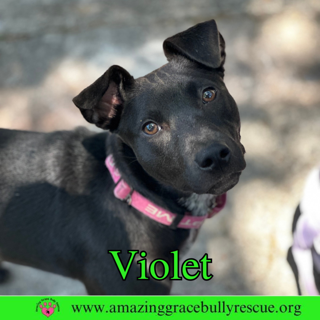 Violet