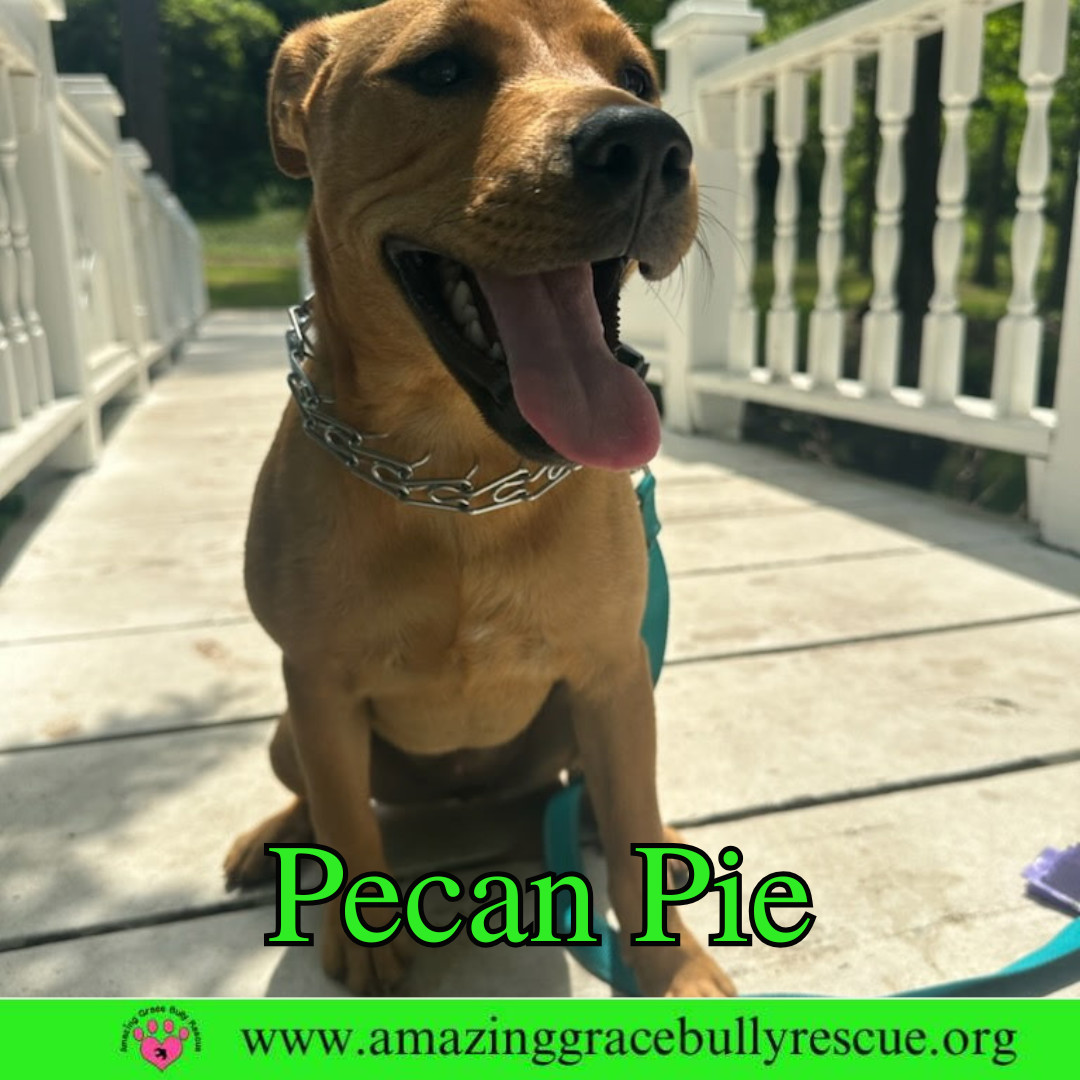 Pecan Pie