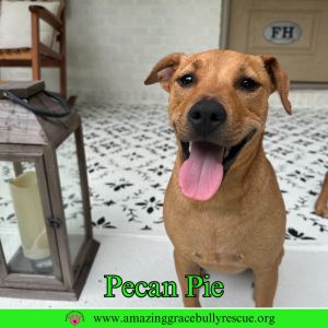 Pecan Pie, Baby Female unknown