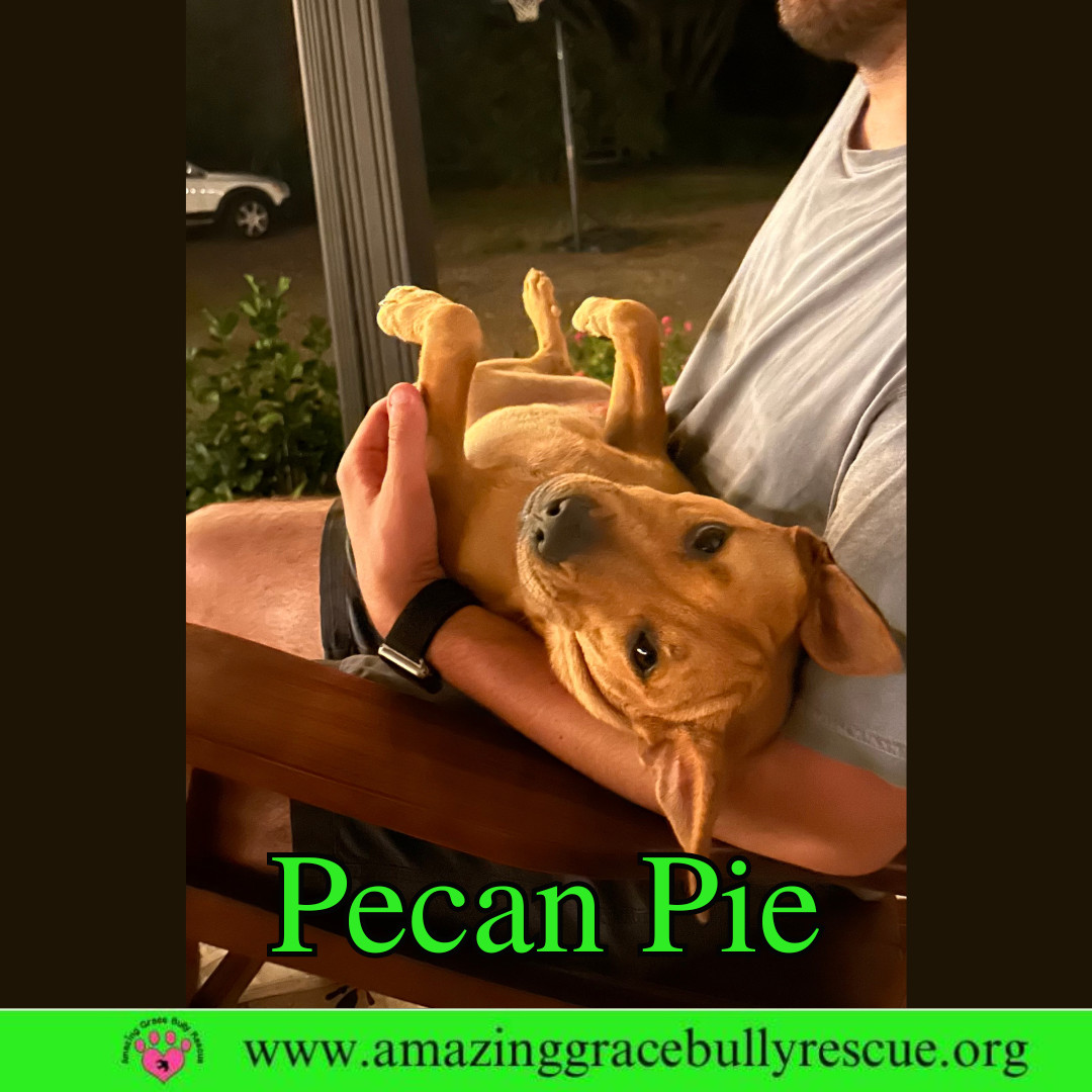 Pecan Pie