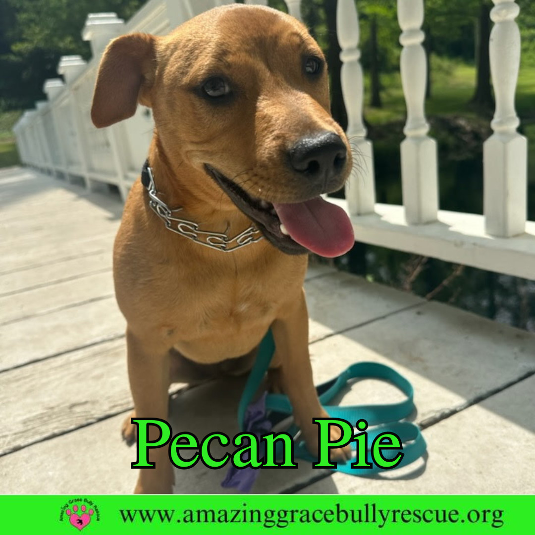 Pecan Pie