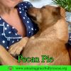 Pecan Pie photo 2