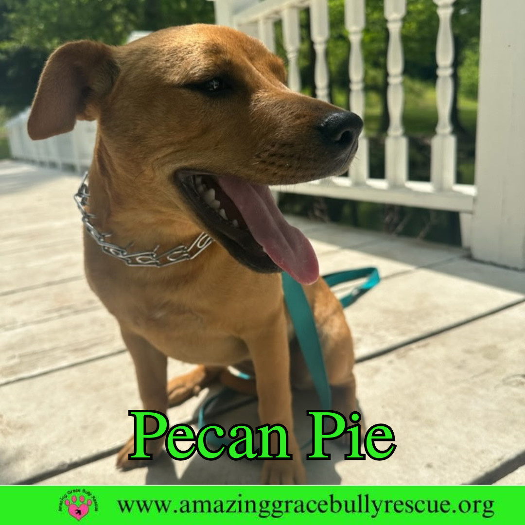 Pecan Pie