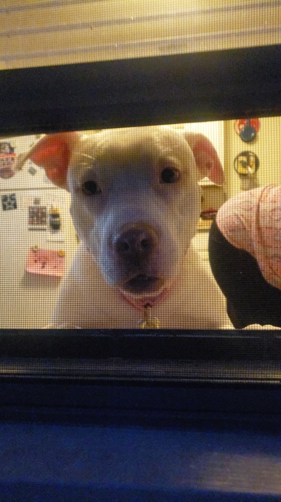 Nova 2