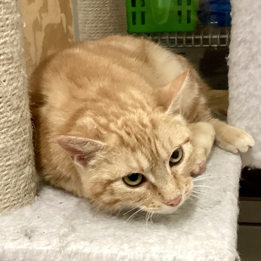 Darby, an adoptable Domestic Short Hair in Denison, TX, 75021 | Photo Image 2