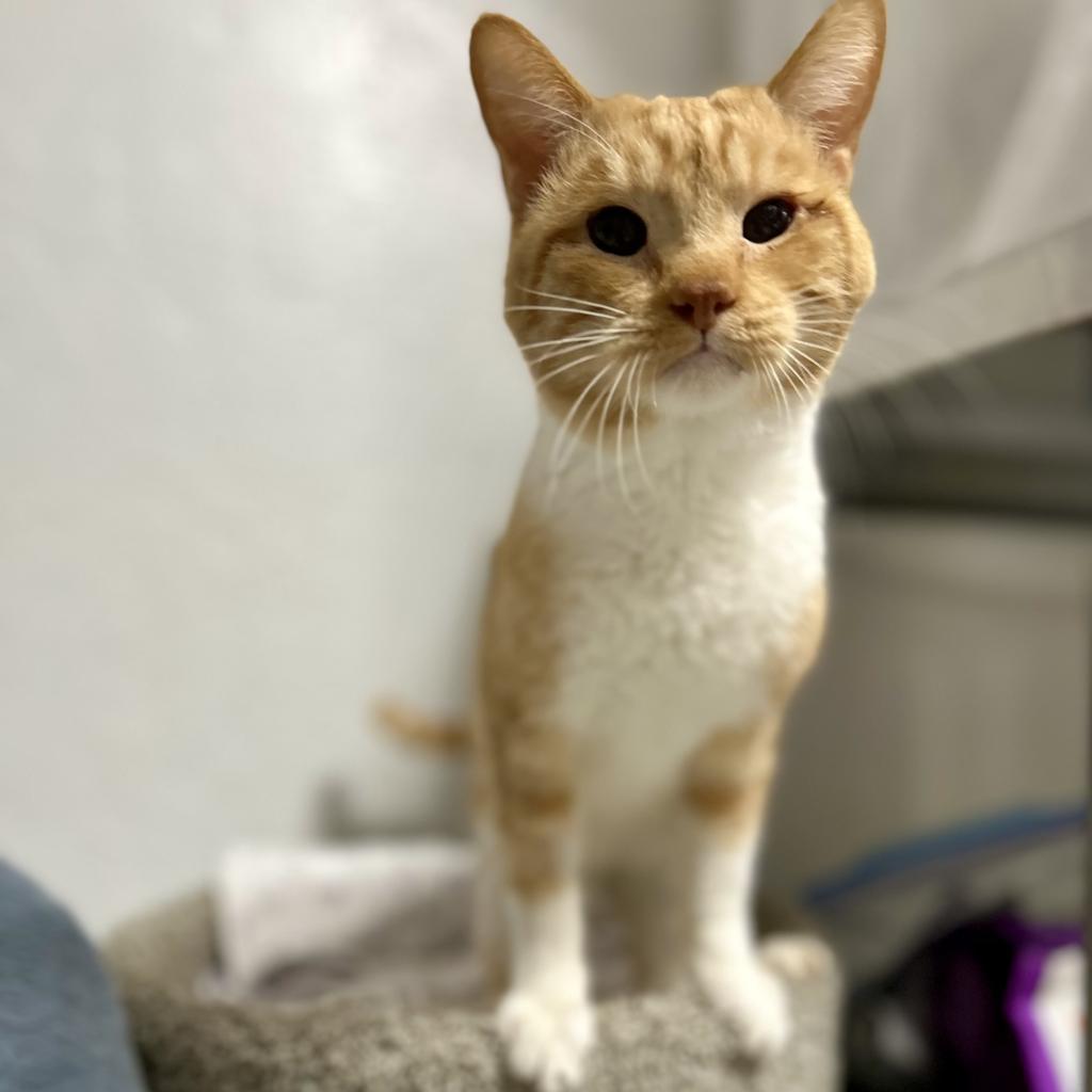 Cassius