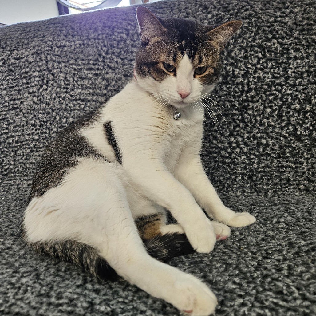 Leonidas, an adoptable Domestic Short Hair in Las Vegas, NV, 89146 | Photo Image 1