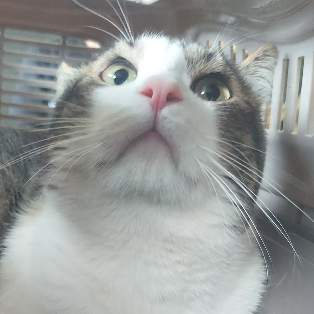 Leonidas, an adoptable Domestic Short Hair in Las Vegas, NV, 89146 | Photo Image 2