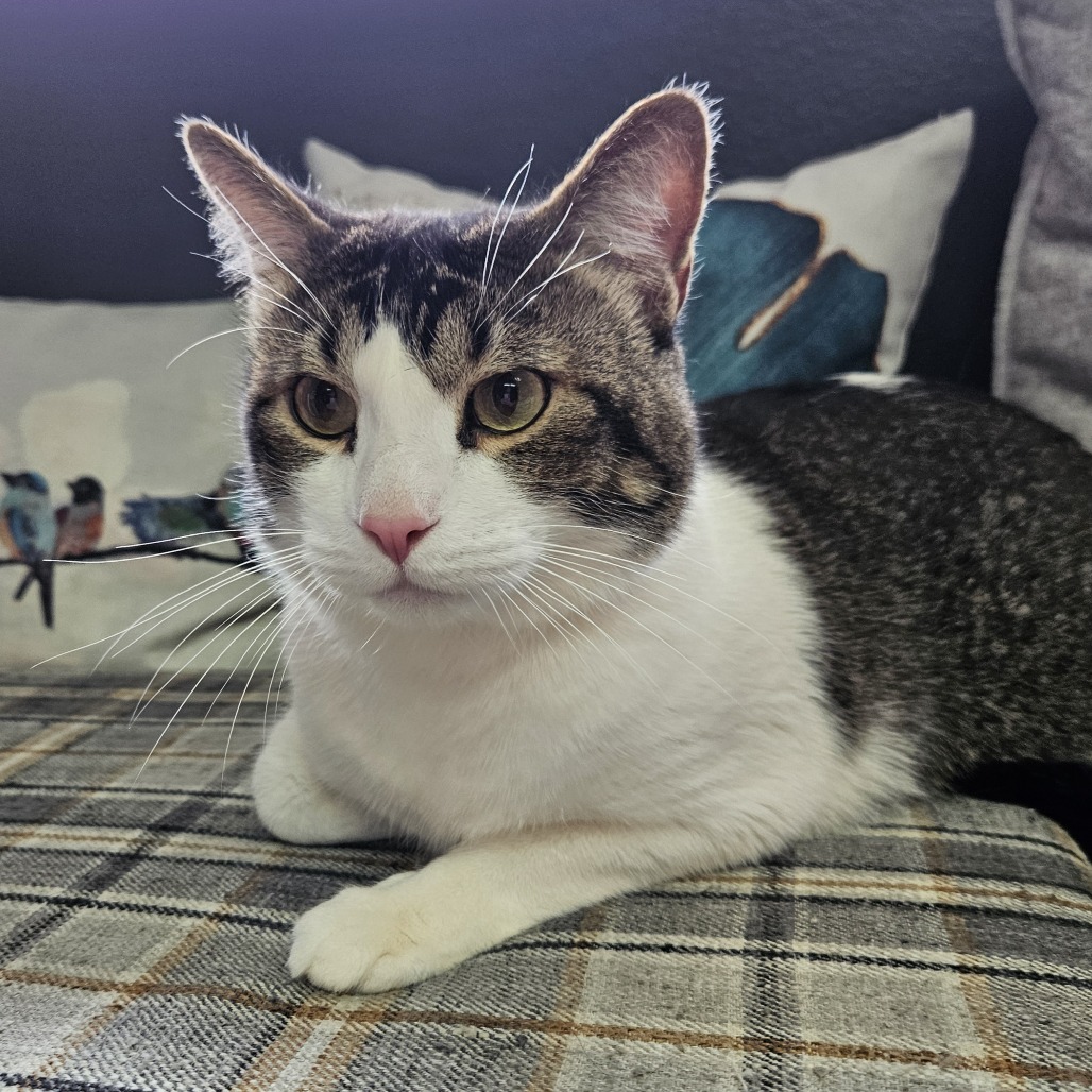 Leonidas, an adoptable Domestic Short Hair in Las Vegas, NV, 89146 | Photo Image 3